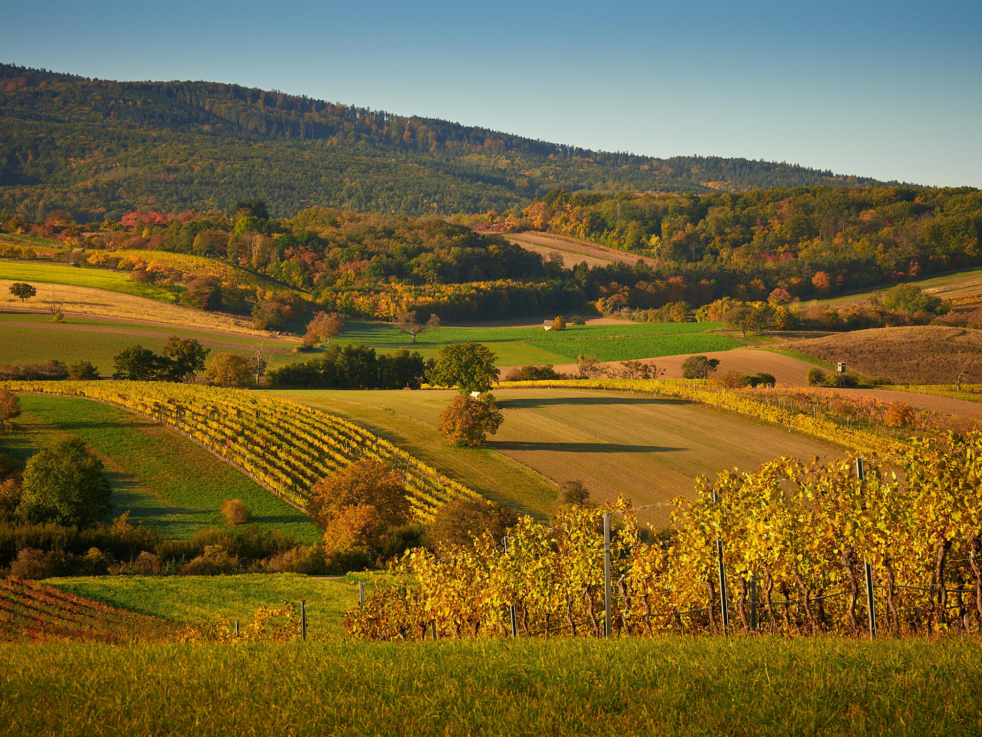 Start des Renaturierungs Projekt „Landschaften voller Leben“